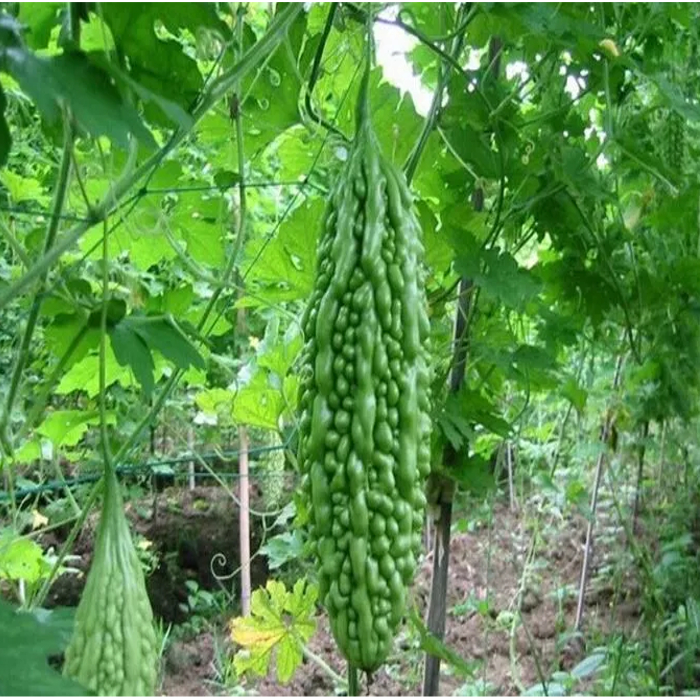 Bitter Gourd Traditional Seeds Garden Hunt