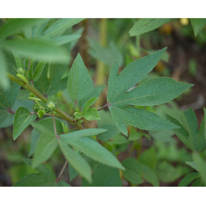 Gongura plant information