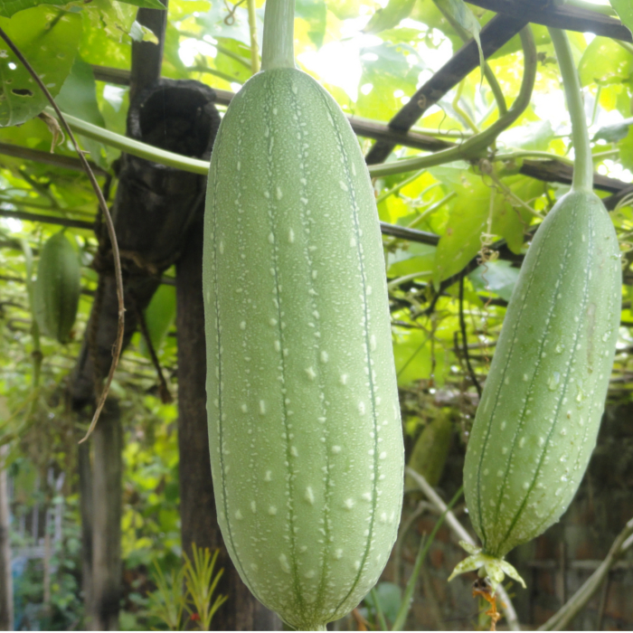 How To Plant Ridge Gourd Seeds