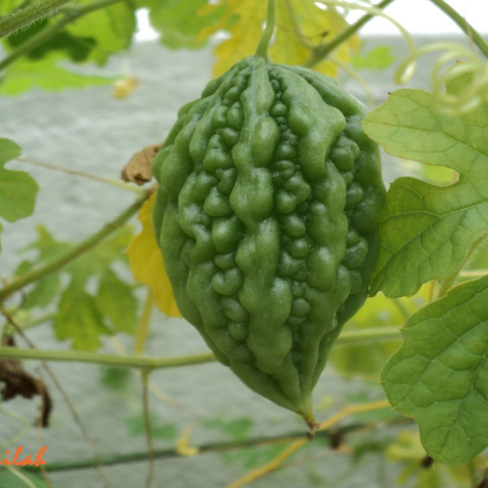 bitter-gourd-small-traditional-seeds-gardenhunt