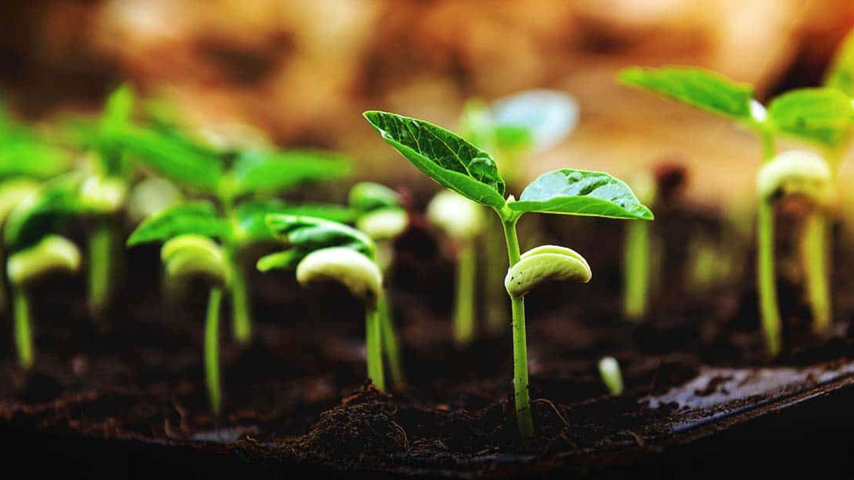 Seed Germination Tips Gardenhunt