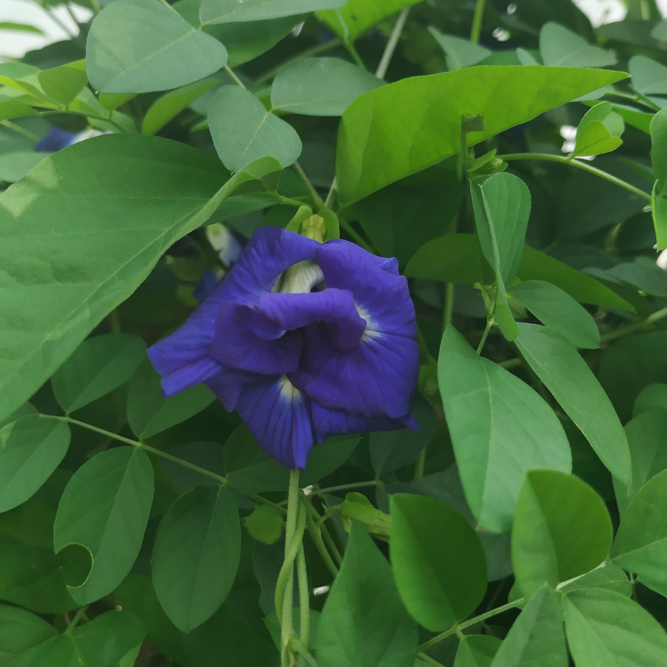 Purple Sangu poo - Double Petal (Clitoria ternatea) - (Pack of 20+ Seed ...