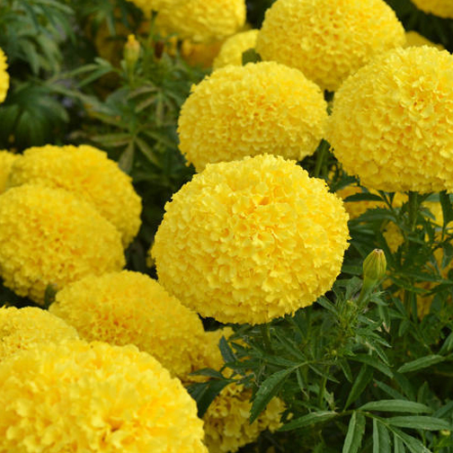 Marigold Yellow - Traditional Seeds - GardenHunt