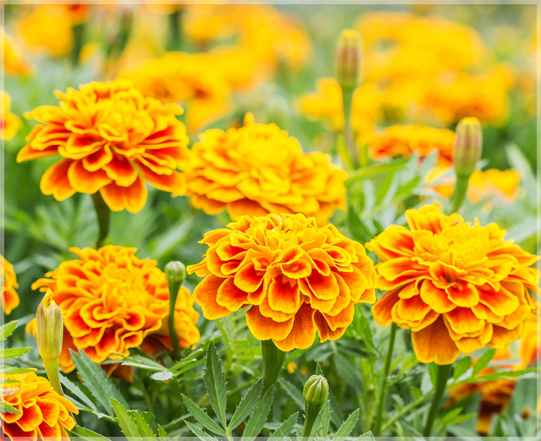 French Marigold (Sparky Mixed Color) - (Pack of 50 Seeds) - GardenHunt