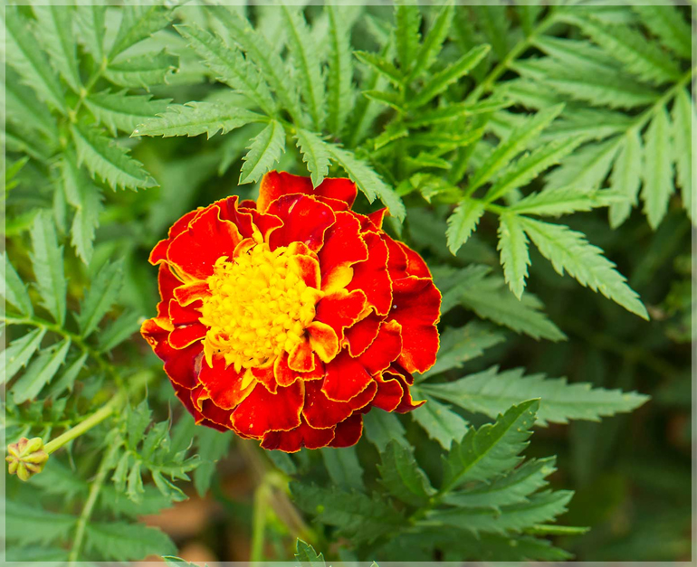 French Marigold (Sparky Mixed Color) - (Pack of 50 Seeds) - GardenHunt