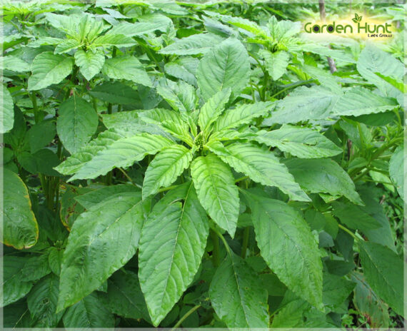 Amaranthus Green (Thandu keerai) - (Pack Of 2500 Seeds) - GardenHunt