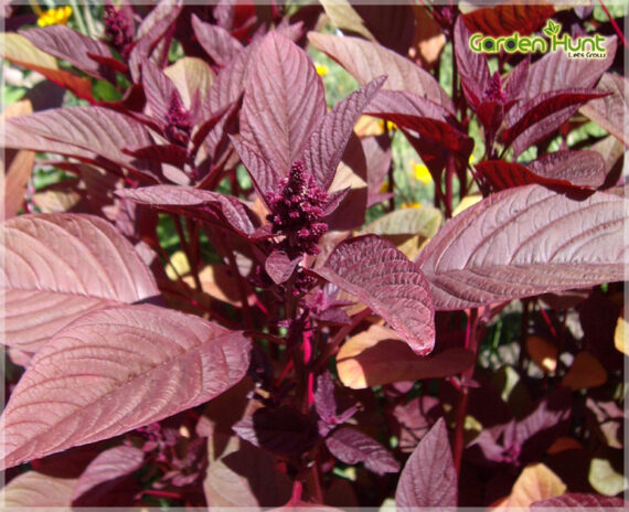 Amaranthus Red (Thandu keerai) - (Pack Of 2500 Seeds) - GardenHunt