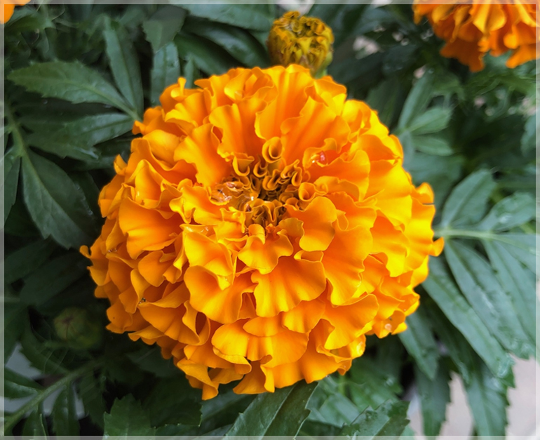 Marigold Orange Dwarf - (Pack of 75 Seeds) - GardenHunt