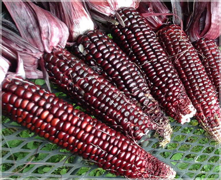Red Corn (Maize) - (Pack of 15 Seeds) - GardenHunt
