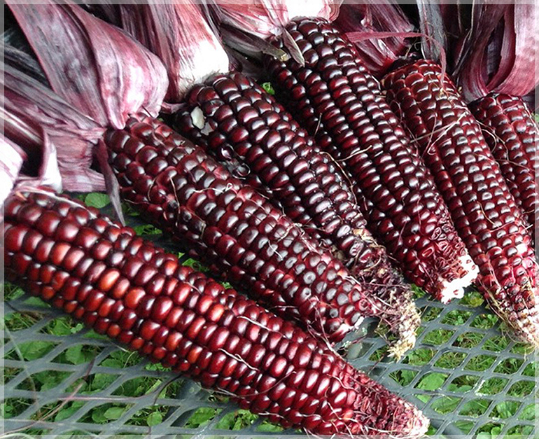 Red Corn Maize Pack Of Seeds Gardenhunt