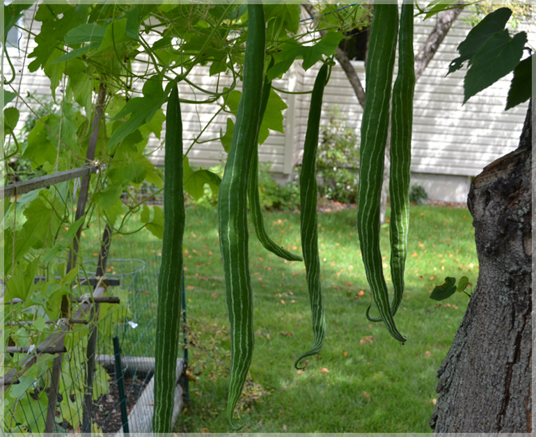 Snake Gourd (Green Long) - (Pack of 15 Seeds) - GardenHunt