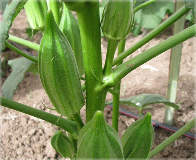 full grown okra plant