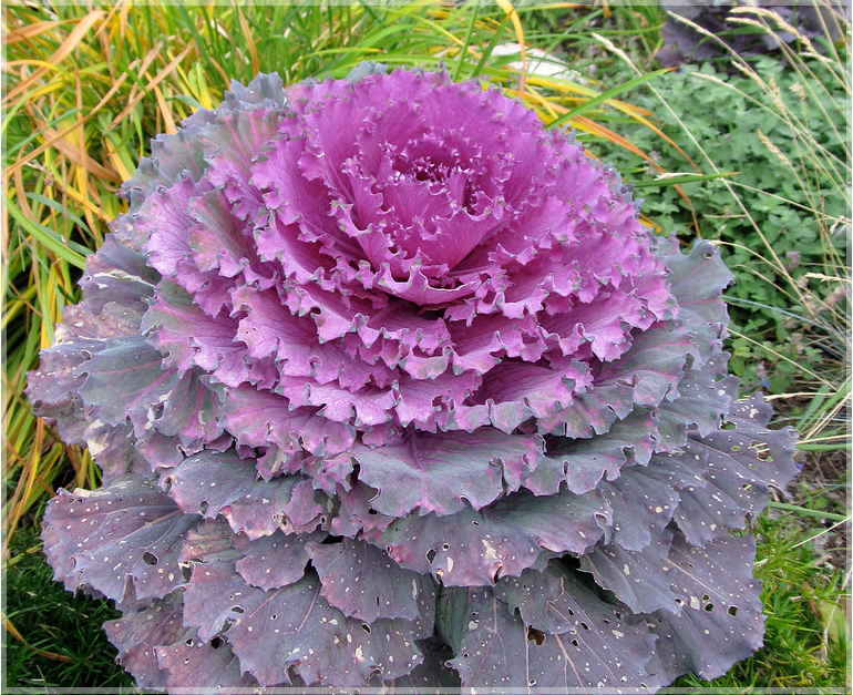 Purple kale plant information