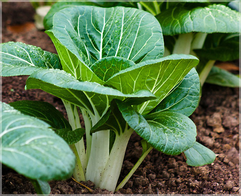 pak-choi-pack-of-50-seeds-gardenhunt