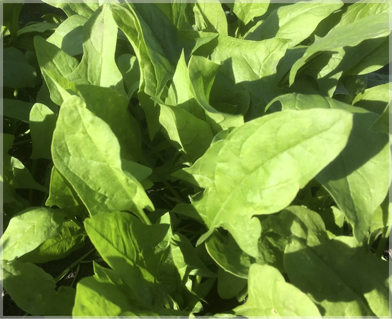 Spinach Kantedar (Palak) - (Pack of 300 Seeds) - GardenHunt