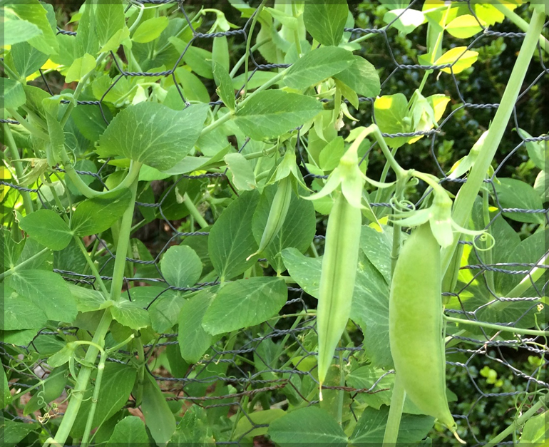 Green Peas (Garden Peas) - (Pack of 25 Seeds) - GardenHunt