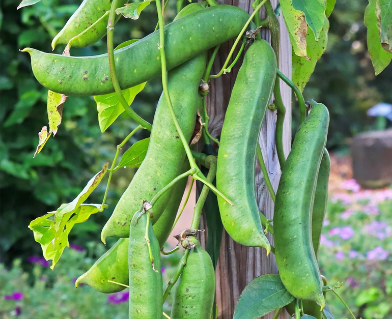 Sword Beans (White seed) - (Pack of 10+ Seeds) - GardenHunt