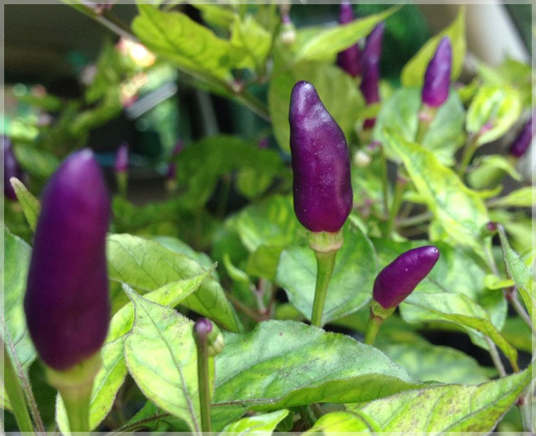 Kanthari Chilli Purple (Bird Eye Chilli / Kanthari Mulaku) - (Pack of