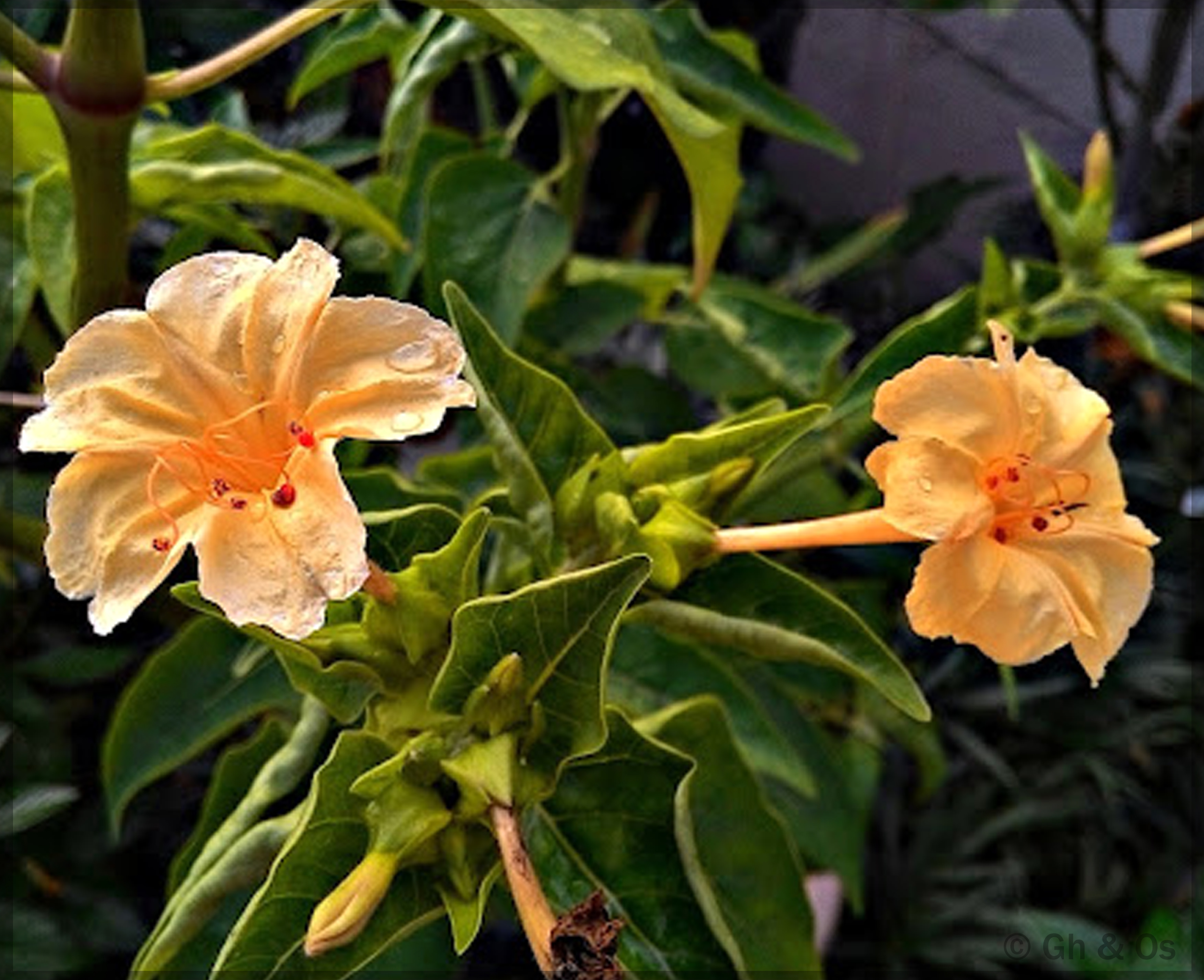 Mirabilis Jalapa: The Marvelous Flower Of Peru