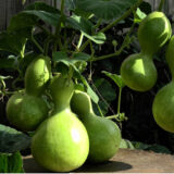 bottle gourd traditional seeds