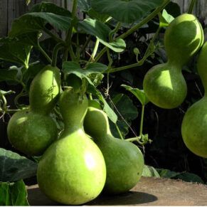 bottle gourd traditional seeds