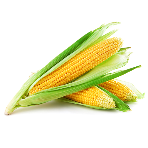 Corn (Maize)_Traditional Seeds - GardenHunt