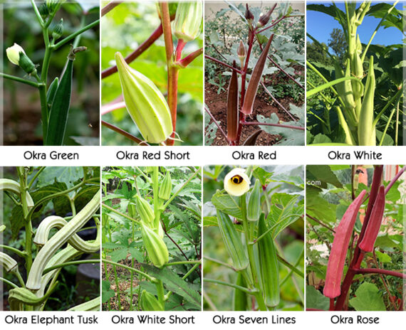 Okra / Bhendi / Ladies' Finger (Pack Of 8 Types) Traditional Seeds