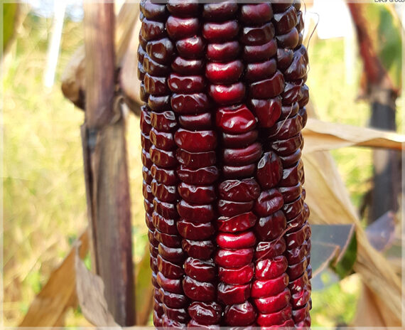 Red Corn (Maize) - (Pack of 15 Seeds) - Image 4