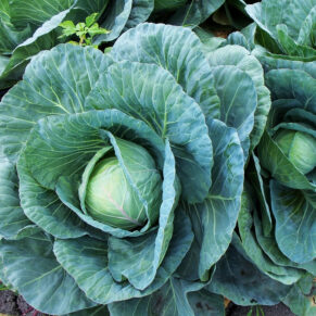 cabbage local variety