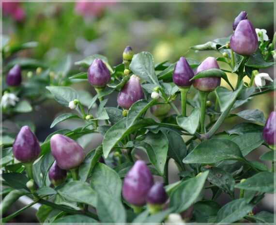 Chilli Purple (Round) / Hot Pepper - (Pack of 20+ Seeds)