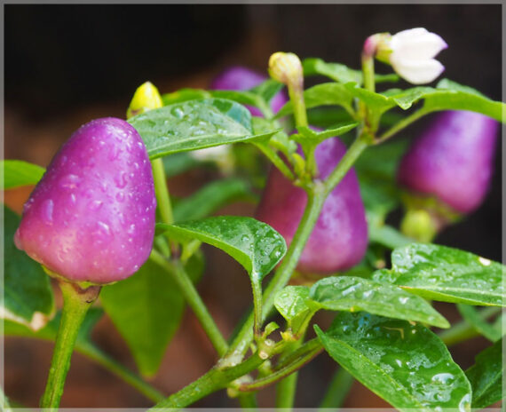 Chilli Purple (Round) / Hot Pepper - (Pack of 20+ Seeds) - Image 4