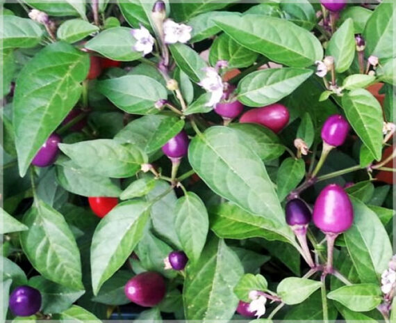 Chilli Purple (Round) / Hot Pepper - (Pack of 20+ Seeds) - Image 2