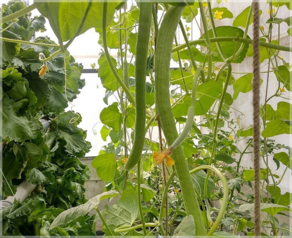 Long Melon (Kakri / Armenian Cucumber) - (Pack of 30 Seeds)