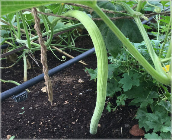 Long Melon (Kakri / Armenian Cucumber) - (Pack of 30 Seeds) - Image 3