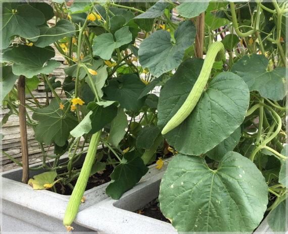 Long Melon (Kakri / Armenian Cucumber) - (Pack of 30 Seeds) - Image 4