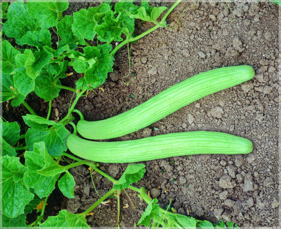 Long Melon (Kakri / Armenian Cucumber) - (Pack of 30 Seeds) - Image 2