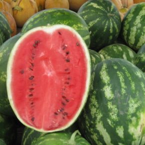 water melon local variety