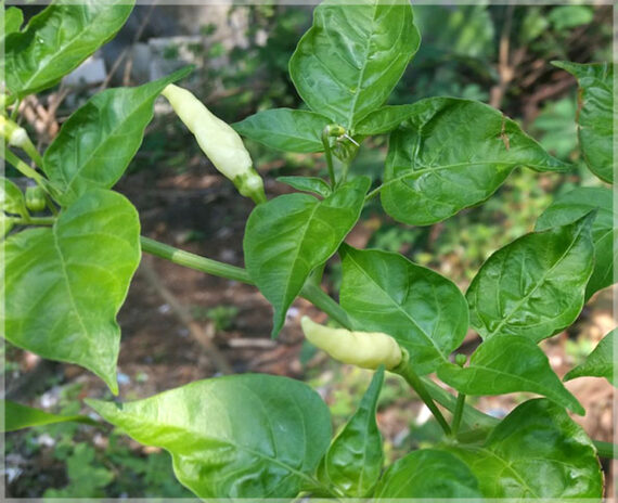 Kanthari Chilli (White) / Kanthari Mulaku - (Pack of 25+ Seeds) - Image 5