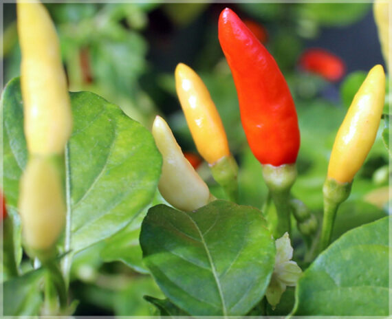 Kanthari Chilli (White) / Kanthari Mulaku - (Pack of 25+ Seeds) - Image 3